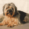 Briard Dog Diamond Painting