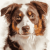 Brown Border Collie Puppy Diamond Painting