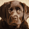 Brown Labrador Puppy Diamond Painting