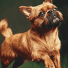 Brussel Griffon Puppy Diamond Painting