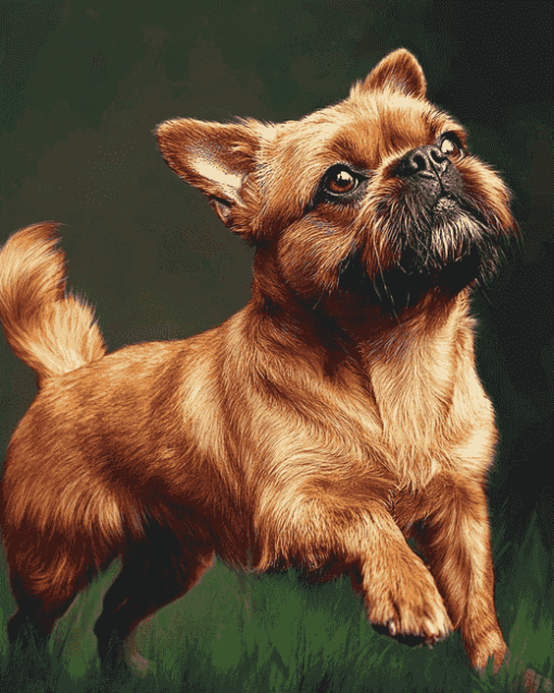 Brussel Griffon Puppy Diamond Painting