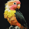 Caique Parrot Colorful Diamond Painting