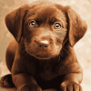 Chocolate Labrador Puppy Diamond Painting