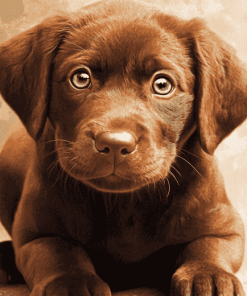 Chocolate Labrador Puppy Diamond Painting