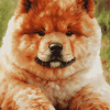 Chow Chow Dog Diamond Painting