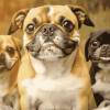 Chug Puppy Diamond Painting