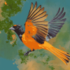 Colorful Baltimore Oriole Diamond Painting