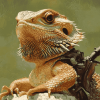 Colorful Bearded Dragon Diamond Painting