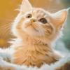 Cute Fluffy Kitty Diamond Painting