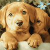 Cute Fox Labrador Puppy Diamond Painting