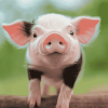 Cute Piggy Diamond Painting