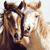 Cute Sable Island Ponies Diamond Painting