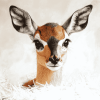 Cute Steenbok Animal Diamond Painting