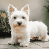 Cute West Highland Terrier Puppies Diamond Painting