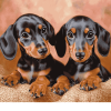 Dachshund Miniature Puppies Diamond Painting