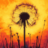 Dandelion Silhouette Sunset Diamond Painting