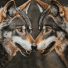 Face to Face Wolves Diamond Painting