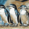 Fairy Penguin Birds of Australia Diamond Painting