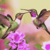 Flying Hummingbirds Pink Diamond Painting