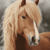 Forest Horse Diamond Painting