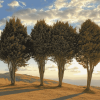 Four Majestic Cypress Trees Diamond Painting