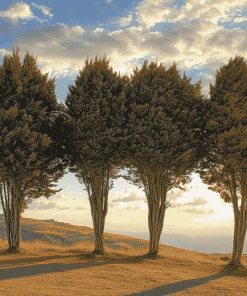 Four Majestic Cypress Trees Diamond Painting