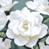 Gardenia Blossoms Diamond Painting