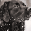 Golden Retriever in Snow Diamond Painting