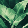 Green Banana Leaves Nature Diamond Painting