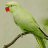 Green Parakeet Bird Diamond Painting