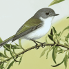 Grey Warbler Birds Diamond Painting