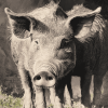 Grey Wild Hog Diamond Painting