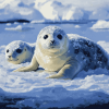 Harp Seal Winter Wonderland Diamond Painting