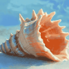 Horse Conch Seashell Diamond Painting