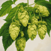 Humulus Lupulus Diamond Painting