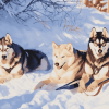 Husky Adventure Diamond Painting