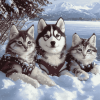 Husky and Cat Snow Adventure Diamond Painting