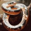 Hypomelanistic Corn Snake Diamond Painting