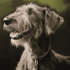 Irish Wolfhound Puppy Diamond Painting