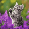 Kitten and Purple Flowers Diamond Painting