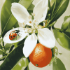 Ladybug on Orange Blossom Diamond Painting