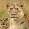 Lioness and Cubs Wildlife Diamond Painting