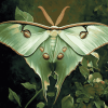 Luna Moth Butterfly Diamond Painting