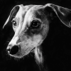 Lurcher Black and White Diamond Painting