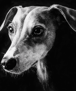 Lurcher Black and White Diamond Painting