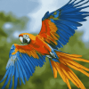 Macaw Parrot Birds Diamond Painting