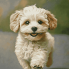 Maltipoo Puppy Diamond Painting