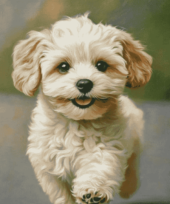 Maltipoo Puppy Diamond Painting