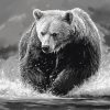 Monochrome Bear Wildlife Diamond Painting