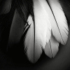 Monochrome Bird Feathers Diamond Painting